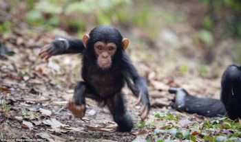 chimp running