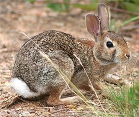rabbit profile