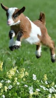 goat-kid-leap