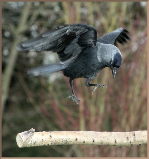 20150507_e60_20150321_1055_120_fb3 jackdaw about to land on perch (adjusted crop)(r+mb id@768)