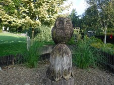 Owl at Carsington Water
