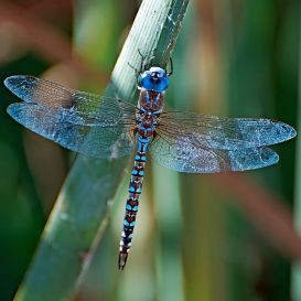 4ba169ee56089f1a1583f2c4448cdea5--i-spy-blue-dragonfly
