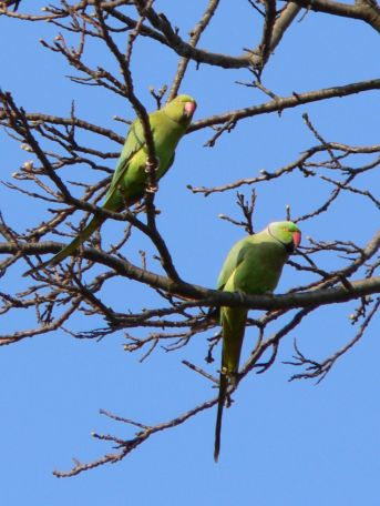 feral parakeets