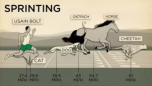 runner versus ostrich
