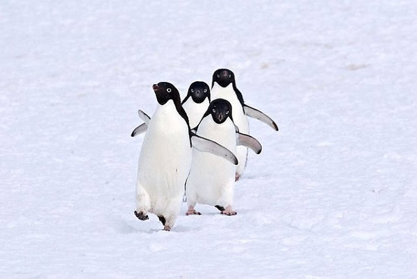 penguin run
