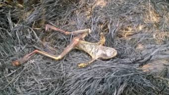 frog burned to death