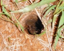scorpion in baboon spider hole