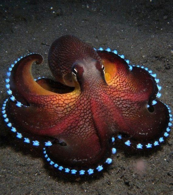 octopus awe#