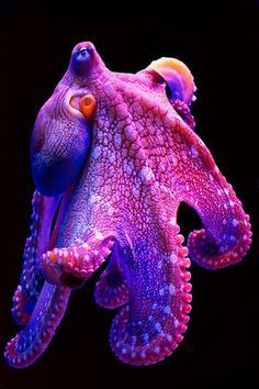 octopus ocean